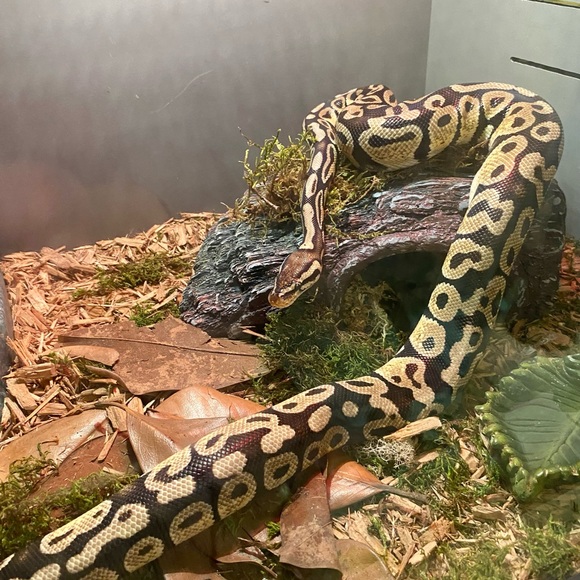 Meet your Posher, Devon 🔮 🪄 🌙 ✌🏼 ☮️ - Picture 4 of 15